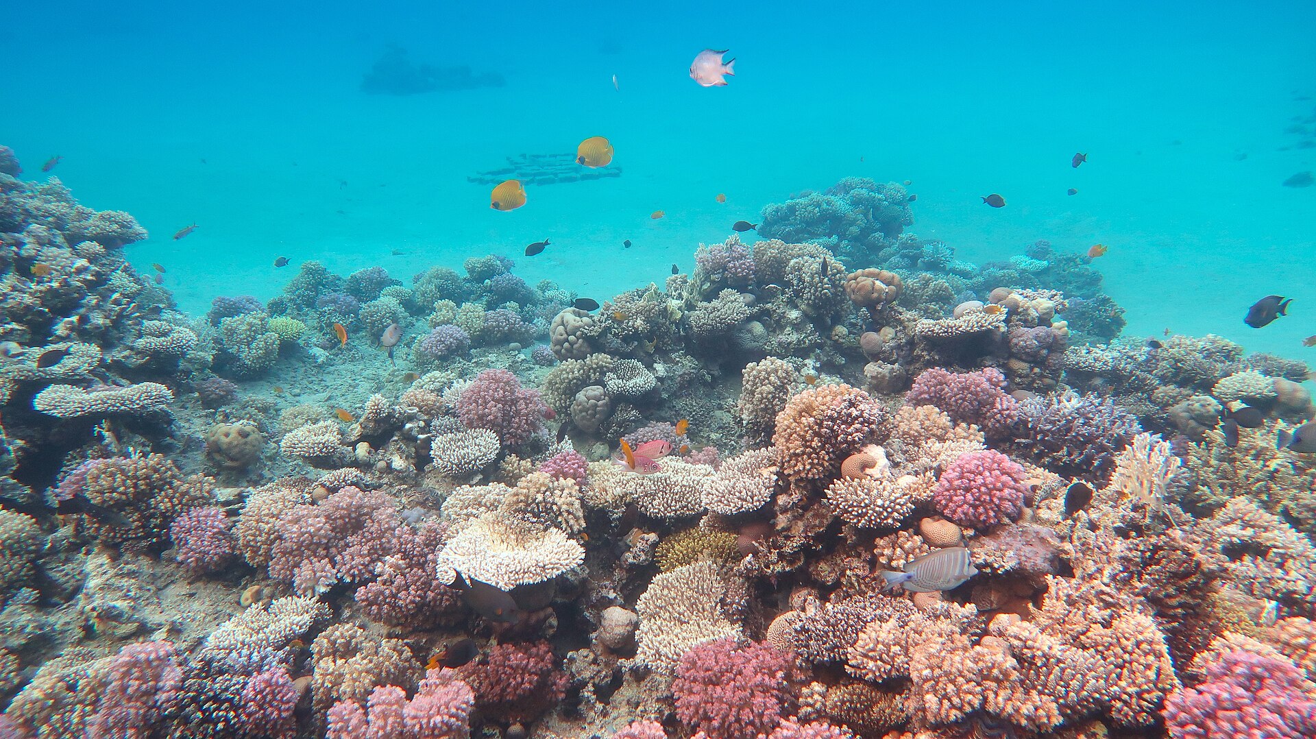 Riffe des Roten Meeres (Tauchen & Schnorcheln) — Hurghada