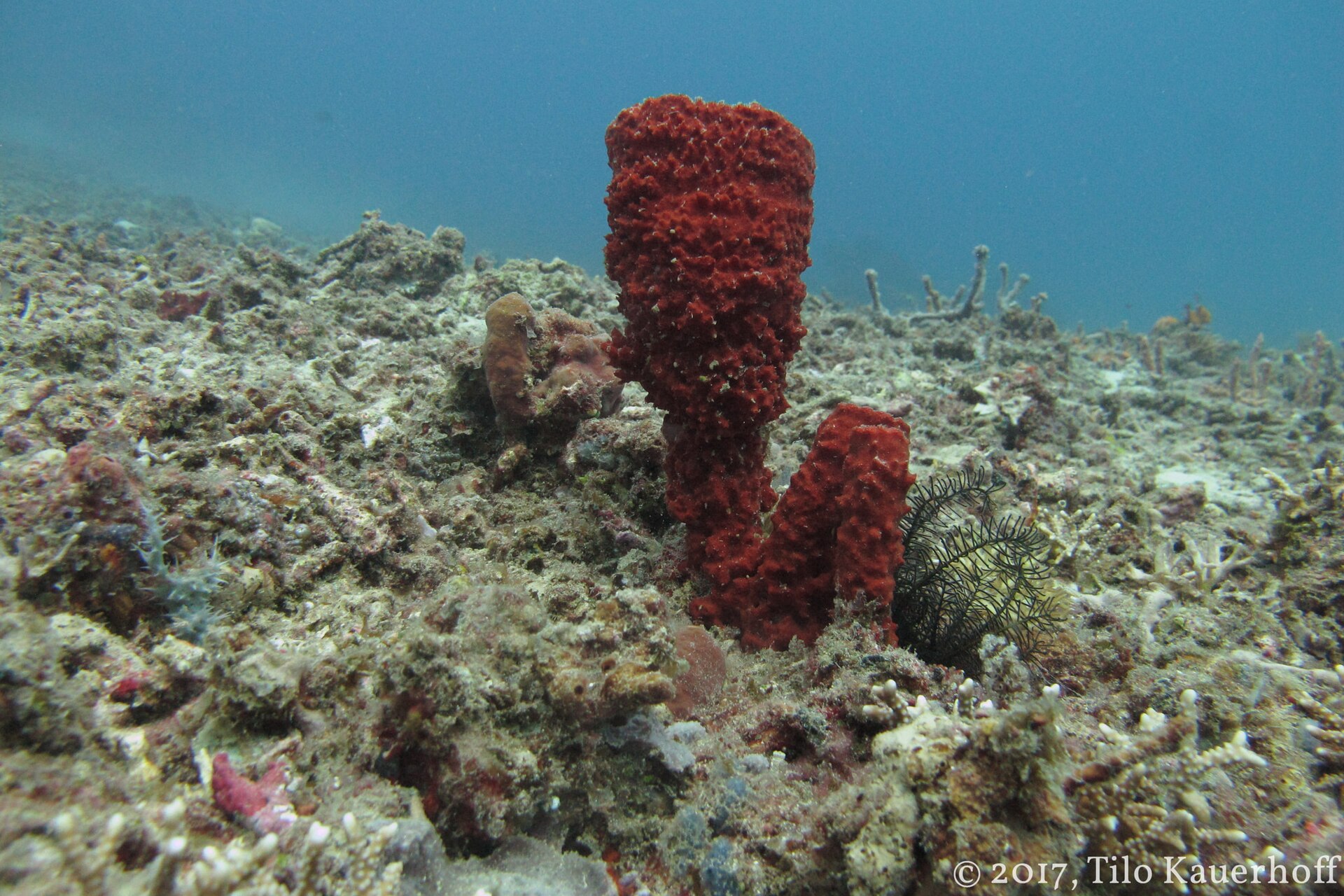 Riffe des Roten Meeres (Tauchen & Schnorcheln) — Hurghada