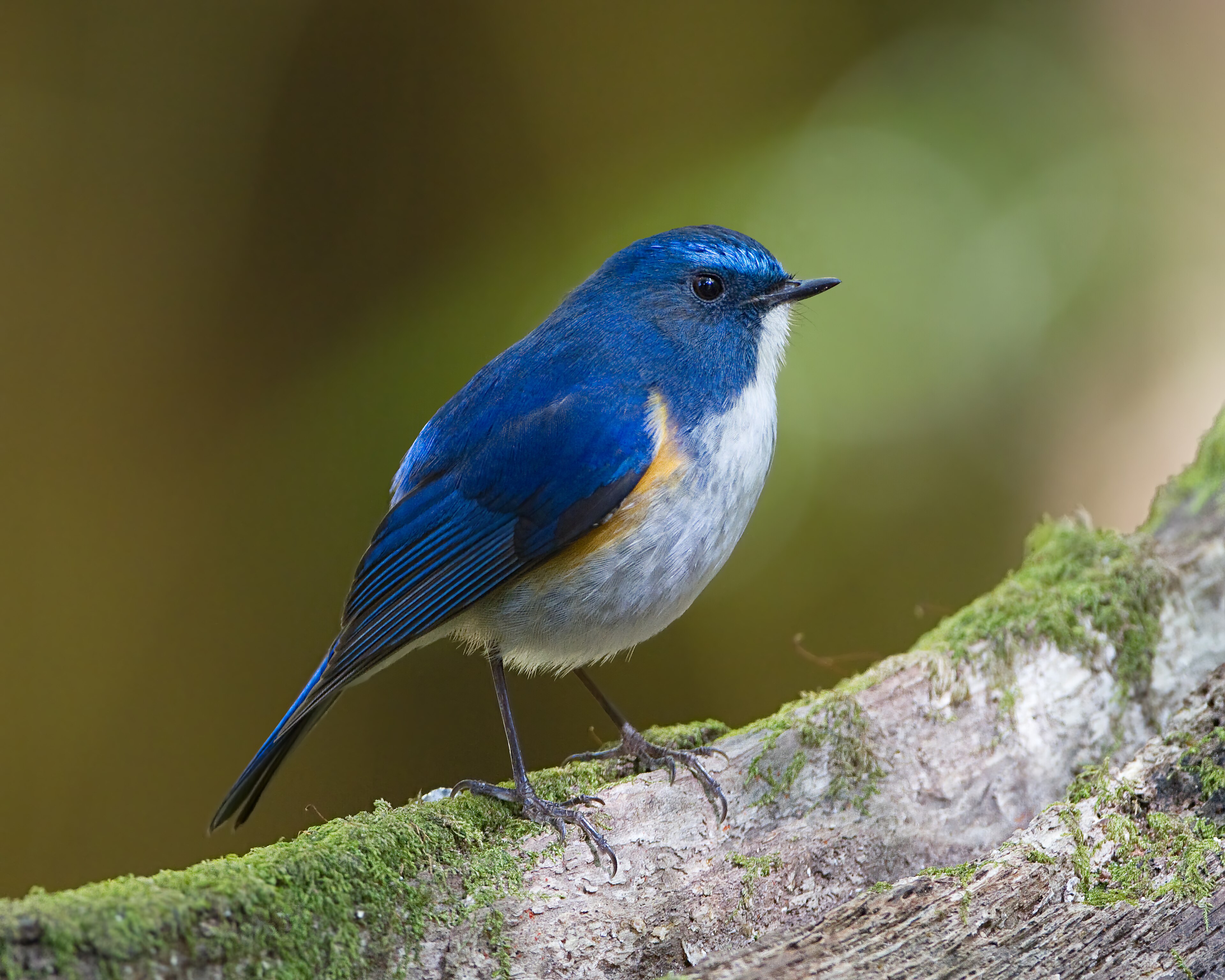 Parc national de Doi Inthanon — Chiang Mai