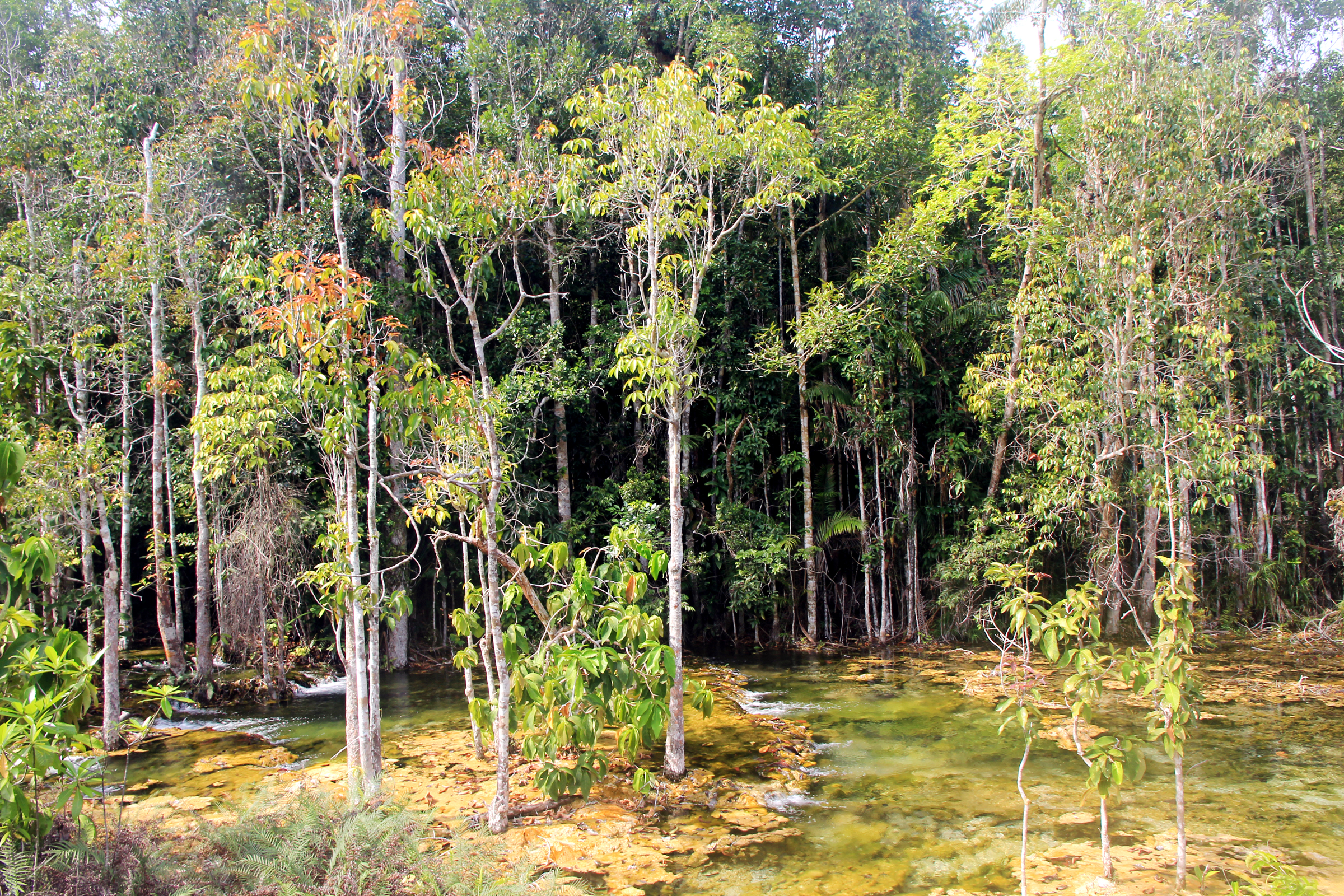 Emerald Pool — Krabi