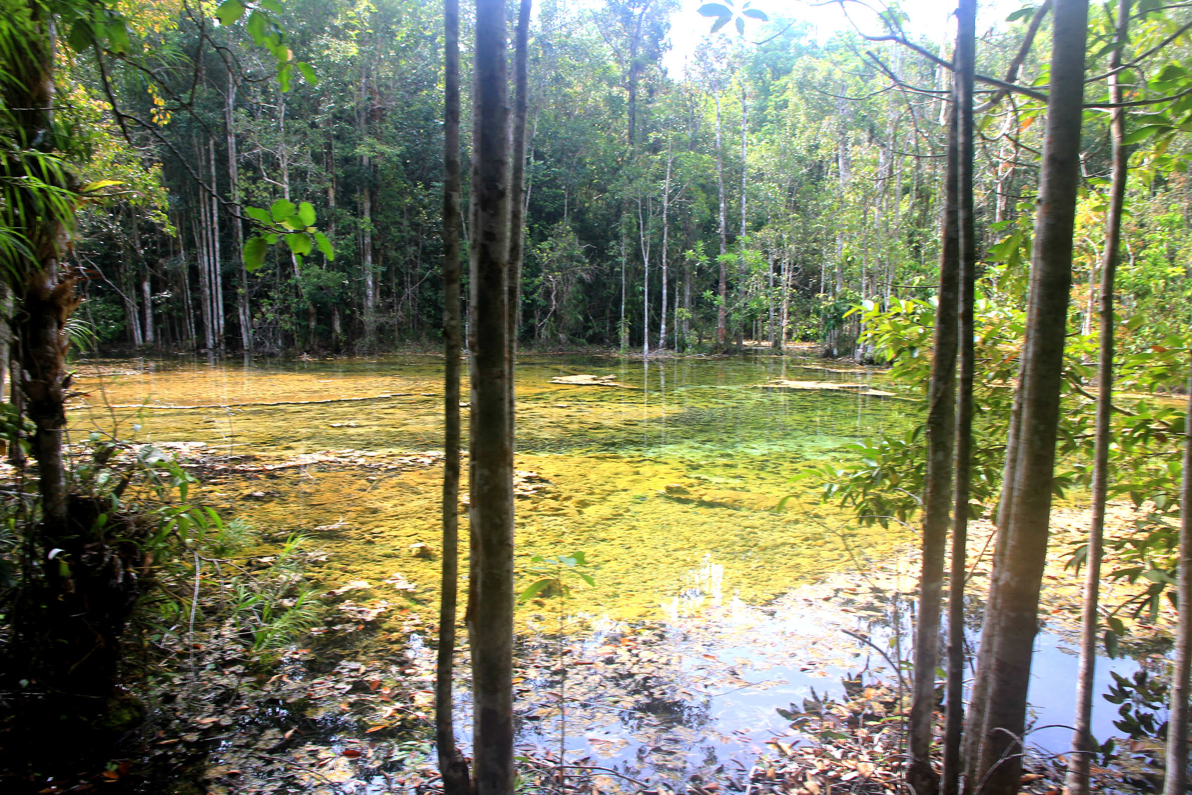 Emerald Pool — Krabi