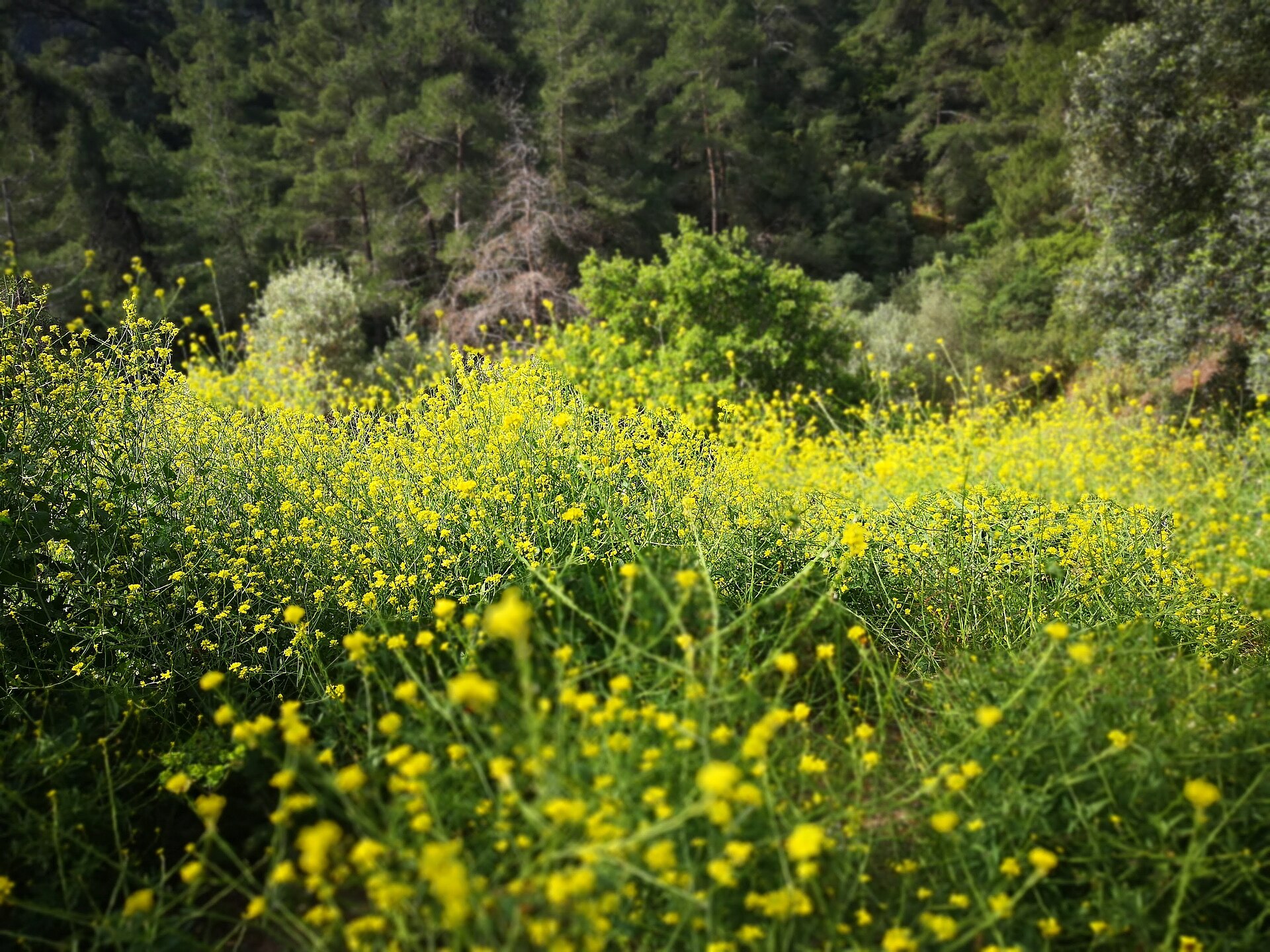 Marmaris National Park and boat trips — Marmaris